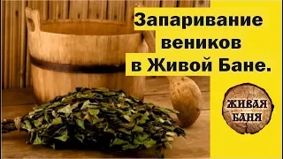 Запаривание веников для бани. Живая Баня у Ивана Бояринцева представляет.