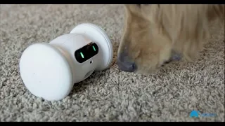 LATEST GADGETS FOR YOUR CATS AND DOGS