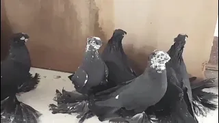 Узбекские голуби Кептерлер Pigeons 🕊🕊🕊🕊🕊