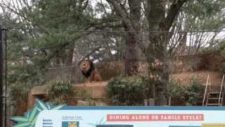 Lion roaring in zoo