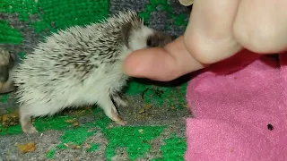Очень злой ёжик😡😡😡пытается отгрызть палец.Very angry hedgehog tries tobite off his finger #ezhikafro
