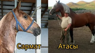 Сармат мучолу тай тел:+996 508 711 111.