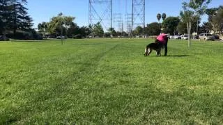 How To Teach Dog To Fetch and Bring It Back - The Basics