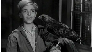 Lassie - Episode #47 - The Hawk" - Season 2, Ep. 21 - January 29th 1956