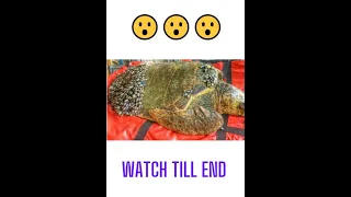 Rescue Sea Turtle, Removing Barnacles From Poor Sea Turtle #shorts || Viral बुज़ुर्ग