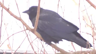 Crow giving odd call
