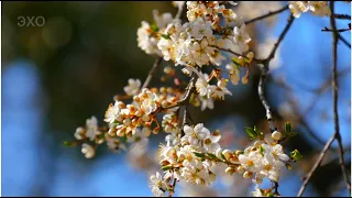 Весенняя прогулка по Житомиру. Часть-2(Spring walk in Zhytomyr-2)4К Ultra HD - Видео