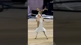 The Deer is JAMMING 🦌 #dancing #viral #deer