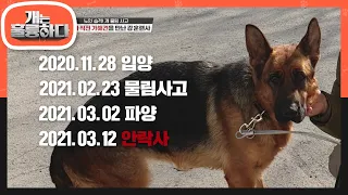 악순한의 고리를 끊을 수 있을까? 안락사 직전 가해견을 만난 강 훈련사 [개는 훌륭하다/Dogs Are Incredible] | KBS 210322 방송