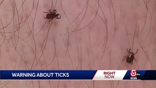 Warmer weather brings out ticks in Massachusetts