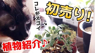 パワーアップしていた”アノ”お店！初買い観葉植物を紹介します♪