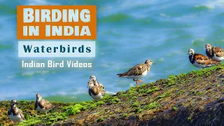 Water birds of India - Aquatic Birds - Birding in India