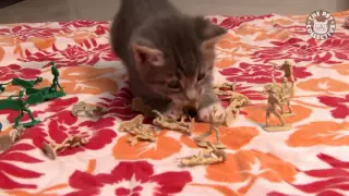 Top Ten Cutest Kittens