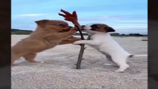 Comedy Gold: Funniest Animal Videos 2024 - Part 3😊😊😊😊😊😊😊😊😊😊