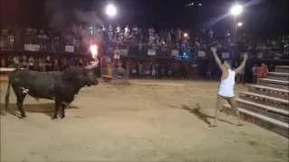 Cow Kills Man