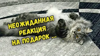 Победители «минуты славы» получили подарки, но реакция оказалась разной 😅 Кошка Дюша отжигает