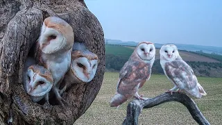 Barn Owls Willow & Ghost  | Amazing Owl Parents | Full Story | Willow & Ghost | Robert E Fuller