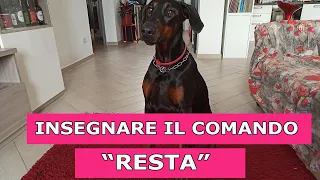 Come insegnare al cane il comando RESTA !