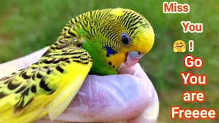 Budgie | Miss You 😘💞 | Pet Budgies after egg binding issue