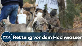 HOCHWASSER IN DER TÜRKEI: Tierschützer bringen Hunde aus überfluteten Zwingern in Sicherheit