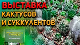 Выставка кактусов и суккулентов. Обзор кактусов. Уход за кактусами.