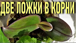 ДВЕ ЛОЖКИ ЧУДО НАСТОЯ В КОРНИ ОРХИДЕИ И ПЕНЬ ЗАКОЛОСИТСЯ!! ТОЛСТЯНКА - ЖИВОЕ ДЕРЕВО ДЛЯ  ОРХИДЕЙ!🌞🌞🌞