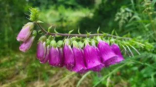 Naparstnica purpurowa, przybysz zza zachodniej granicy Polski