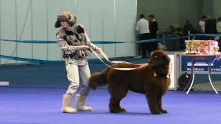 Танцы с собаками "Россия - 2015". Dog Dancing. Canine Freestyle.