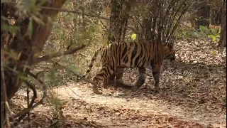 Belara Zone Tadoba Reserve