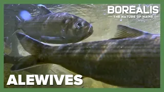 Running of the alewives | Borealis