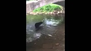 Bentley(Moose) playing fetch in the water