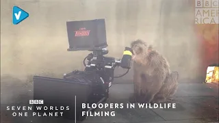 #BBC Guide: Bloopers In Wildlife Filming | Seven Worlds, One Planet | Saturday at 9pm | BBC America