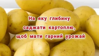 На яку глибину саджати картоплю, щоб мати гарний урожай