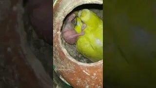 Budgie mom feeding budgie baby❤️#lutinolovebirds #lutino #feeding #babychicks#cute  #petsnnaturezone