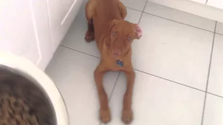 14 week old Hungarian Vizsla puppy training 'sit, down, wait, get'