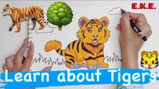 Fun Facts About Tiger for Kids with Coloring and Drawing | Educational Video