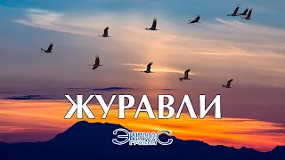 Журавли - группа Экспресс. Красивая трогательная песня (Здесь, под небом чужим)