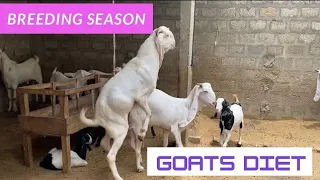 16 June 2023 Breeding season goats diets Guide & Precautions | Nagra Farm | Goat Farming tips & idea