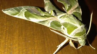 Oleander Hawk Moth'Life Cycle 2021