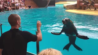 Loro Park - Sea Lions 2