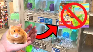 What Items NOT TO BUY For HAMSTERS! 🐹