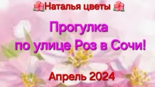 🌺🌺🌺 Прогулка по улице Роз  в Сочи, май 2024‼️🌺🌺🌺