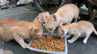 Cute family cats they so hungry but one kitten not eat my food