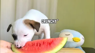 ASMR| PUPPY EATING WATERMELON, PAPAYA AND APPLE | CHEWY TV