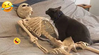 Самые смешные животные 😂 Лучшие смешные кошки и собаки 😺🐶 Часть 20