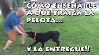 Adiestramiento Canino Cómo Enseñar a un Perro a Traer la Pelota (Muy efectivo)