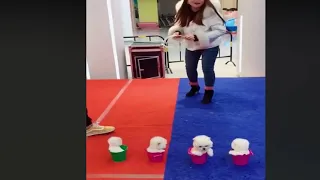Tik Tok Chó Phốc Sóc Mini 😍 Cute Pomeranian Videos (P33)