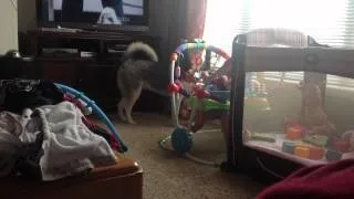 Siberian Husky making baby laugh