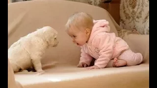 Baby Loves Labrador Puppy because they are best friends | Dog and Baby Compilation