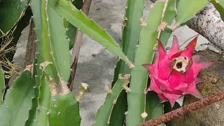 dragon fruit farming | dragon fruit tree | Red ড্রাগন ফল